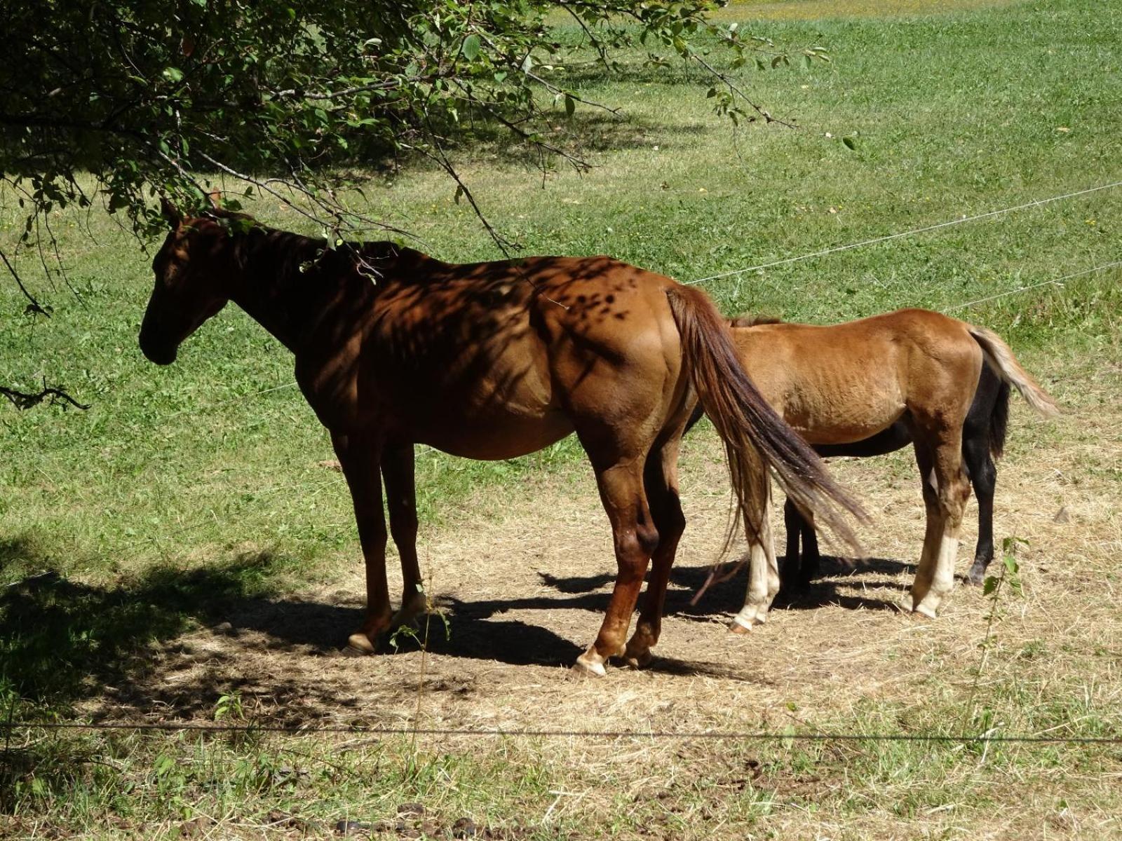 Les Gites De L'E.D.E. Saint-Leger-les-Melezes Luaran gambar